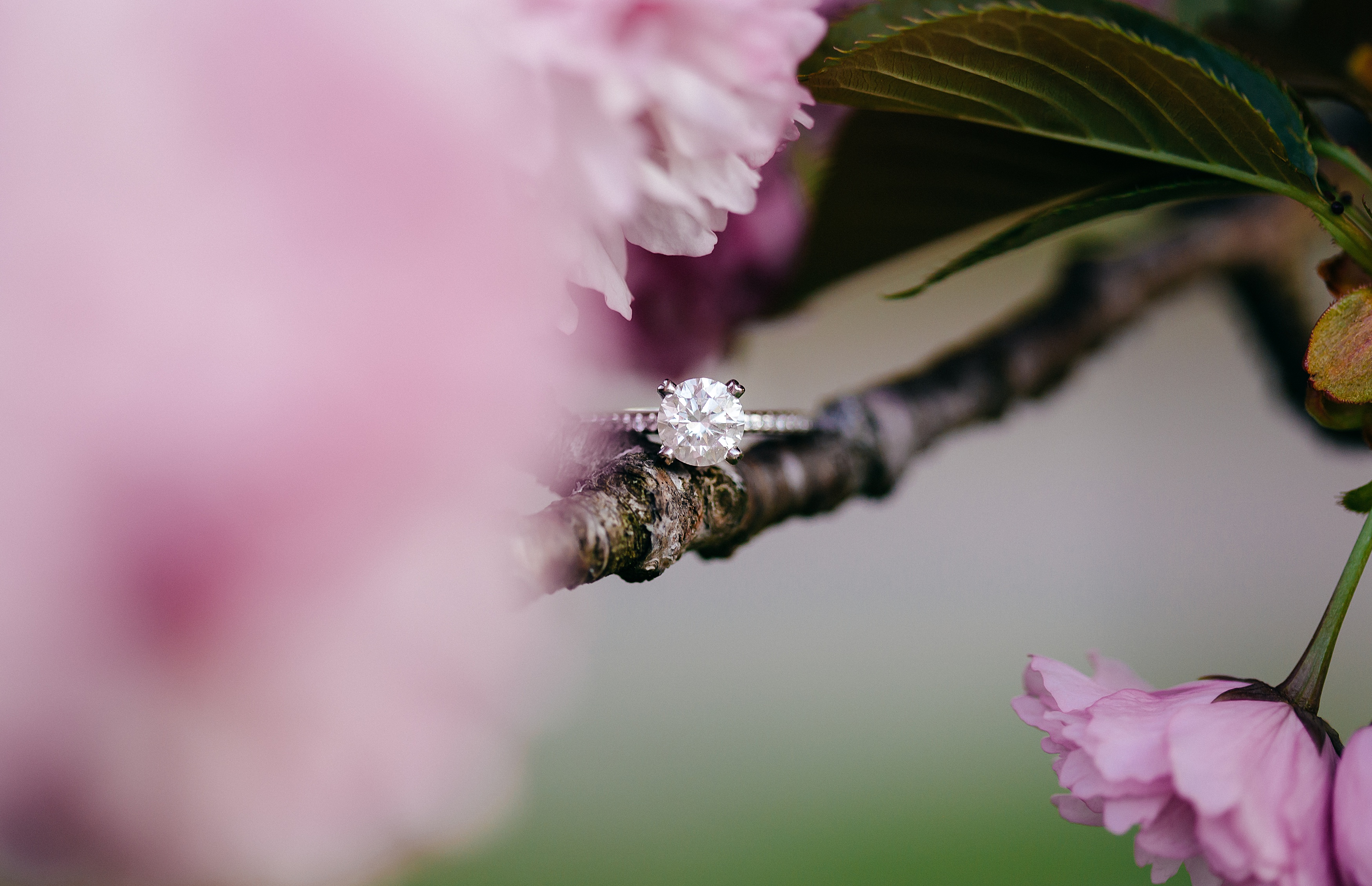 Knoxville Wedding Photographer,Spring,