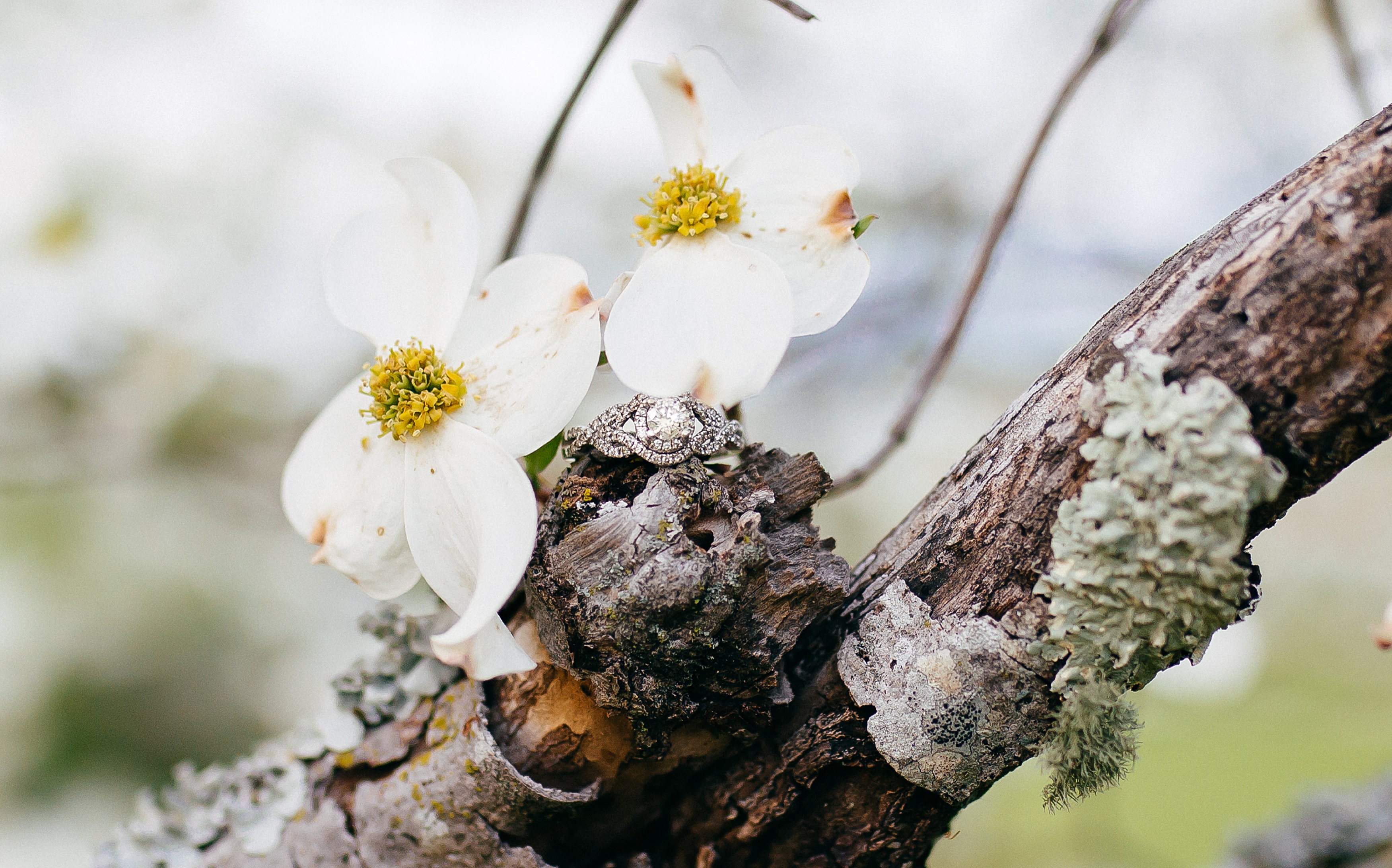 Engagement,Knoxville Wedding Photographer,Maryville,Smoky Mountains Wedding Photographer,Wedding Photographer,