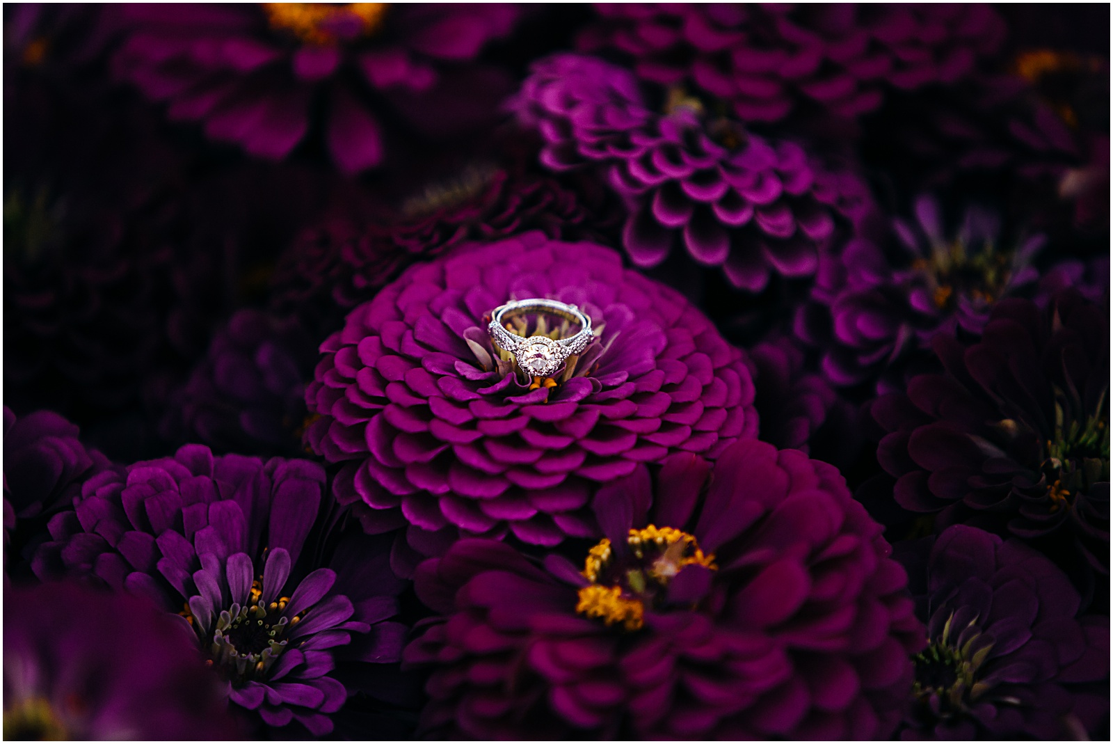 Amber Lowe Photo,Crescent Bend,Downtown Knoxville,Engagement,Farmers Market,Knoxville Wedding Photographer, Amber Lowe Photo,Crescent Bend,Downtown Knoxville,Engagement,Farmers Market,Knoxville Wedding Photographer,